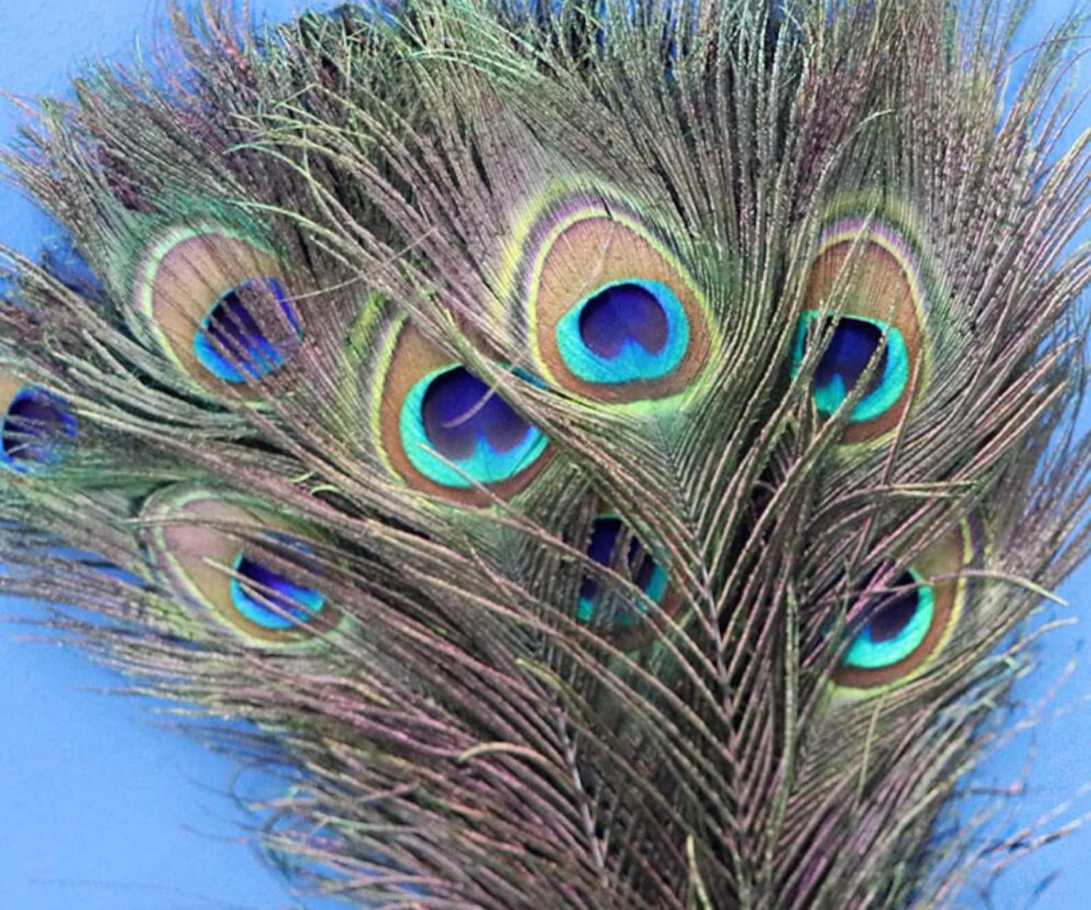 Natural Peacock Feathers Long Dark Green Peacock Bird Feathers Etsy