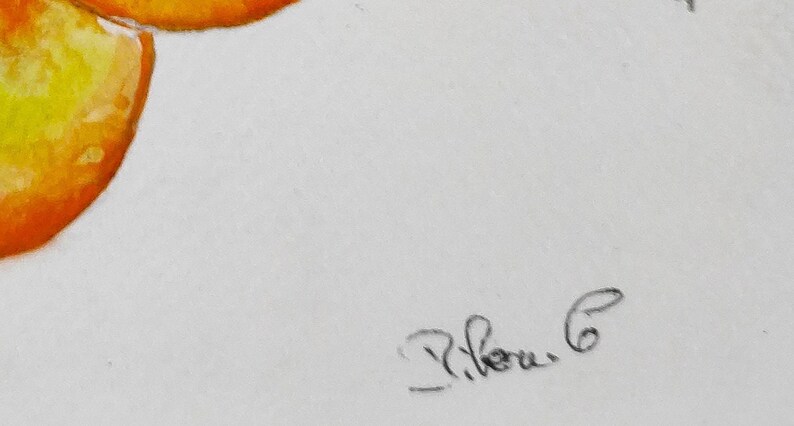 Signed original apricot watercolor for home decor