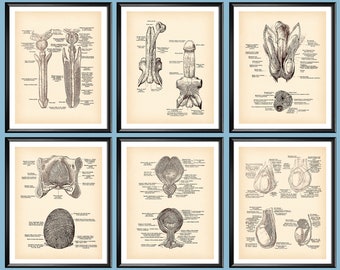 Mannliches Harnsystem Etsy