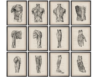 Anatomy Poster Etsy