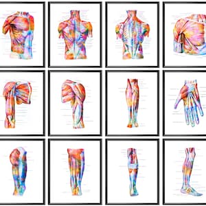 Human Muscular System Anatomy Posters Muscles Structure Print Anatomical Decor Medical Art Chiropractic Clinic Decor Surgical Anatomy Print