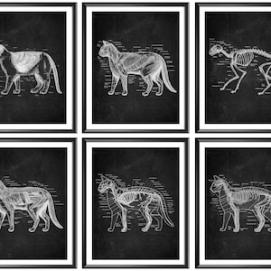 6 Cat Anatomy Art Pet Physiology Artwork Feline Anatomy Wall Decor Mammals Poster Biology Art Science Art Veterinary Doctor Gift Vet Clinic