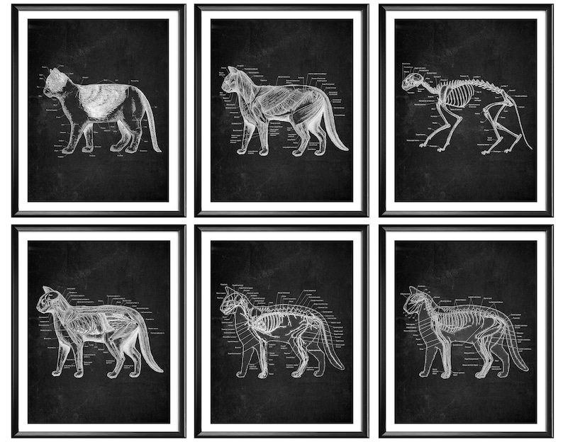 Aspect Of The Cat