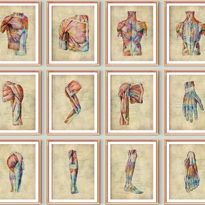 12 Vintage Human Anatomy Diagram Musculoskeletal System Poster Medical Art Surgical Anatomy Chart Human Physiology Wall Decor Doctor Gift