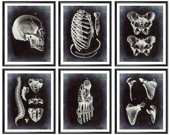 6 Anatomía esquelética Huesos Arte Fisiología Cartel Esqueleto Pintura Pared médica Arte Ortopédico Quiropráctico Regalo Quiropráctica Sala de arte
