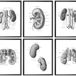 6 Nieren Anatomie Poster Medizinische Kunst Arzt Büro Dekor Nieren Organ System Diagram Anatomische Niere Print Harnsystem Nephrologen Geschenk