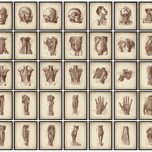 35 Vintage Fysiologie Art Medische Poster Spierstelsel Anatomie Art Massage Kliniek Wall Decor Fysiotherapeut Office Gift Chirurg Gift