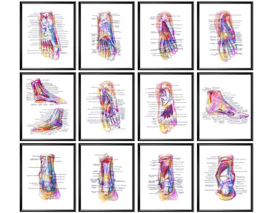 12 Foot Anatomy Art Watercolor Medical Decor Leg Anatomy Ankle Anatomy