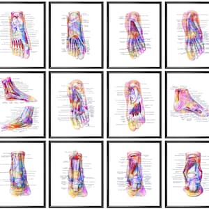 12 Foot Anatomy Art Watercolor Medical Decor Leg Anatomy Ankle Anatomy Heel Poster Podiatrist Office Decor Orthopedic Art Physiology Artwork
