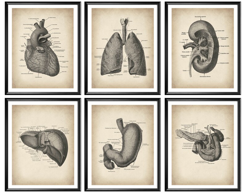6 Vintage Anatomy Posters Medical Art Human Anatomy Print Anatomical ...