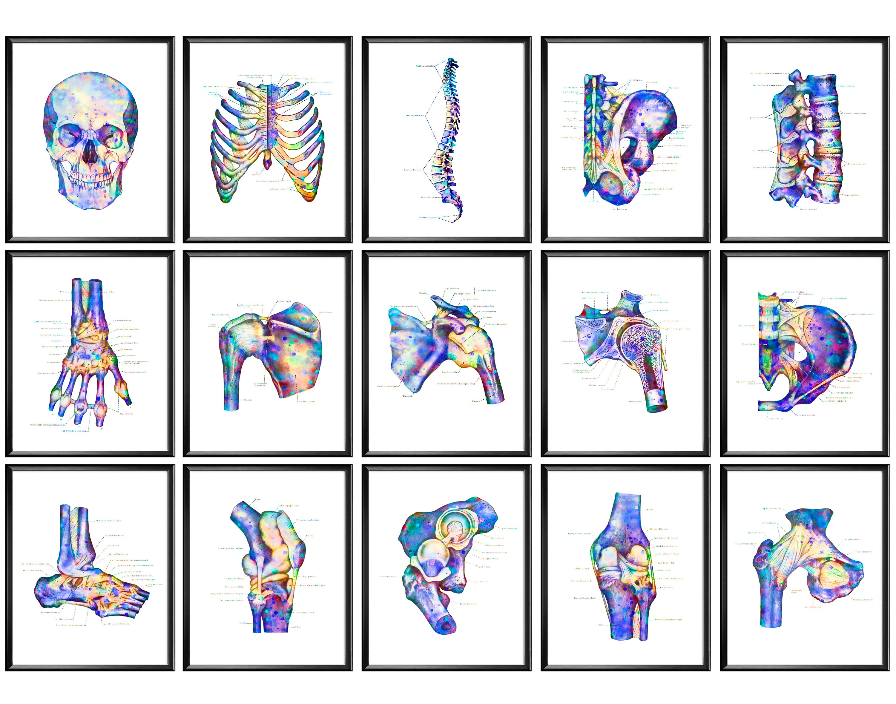 15 Orthopaedic Art Skeletal System Art Watercolor Anatomy Artwork Human ...