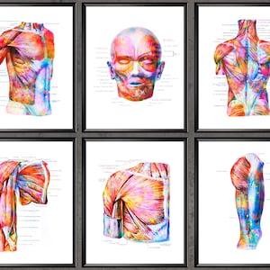 Muscular Anatomy of Human Body Poster Set 6 Watercolor Medical Art Facial Muscles Chest Muscles Back Muscles Hand Muscles Foot Muscles Decor