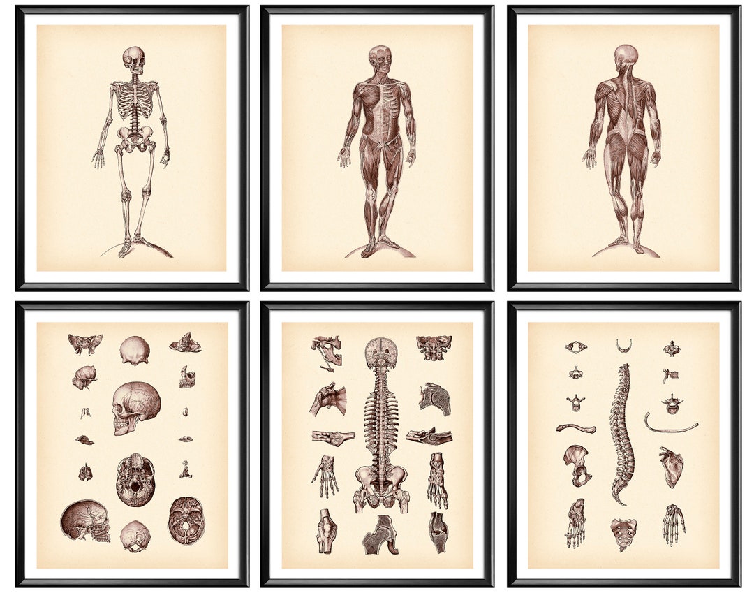 Vintage Anatomy Art Set of 6 Skeletal Bones Medical Poster Human ...