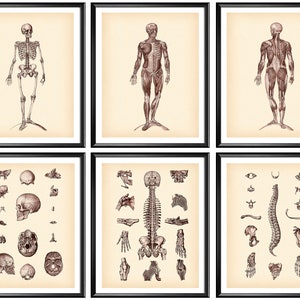 Vintage Anatomy Art Set of 6 Skeletal Bones Medical Poster Human Muscular System Artwork Orthopedic Gift Chiropractor Gift Doctor Gift