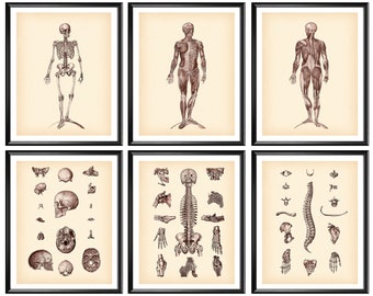 Vintage Anatomy Art Set of 6 Skeletal Bones Medical Poster Human Muscular System Artwork Orthopedic Gift Chiropractor Gift Doctor Gift