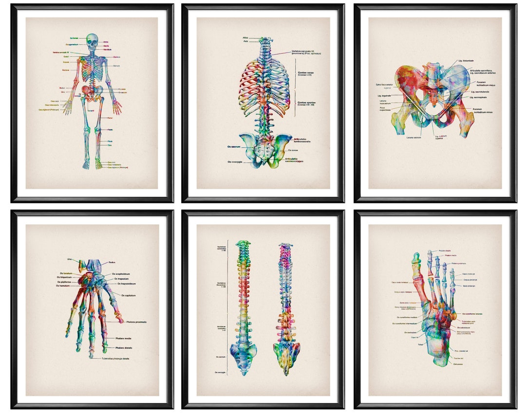 6 Human Anatomy, Gross Anatomy, Skeletal System Anatomy, Human Skeleton ... Biology Diagrams