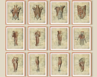 12 Anatomy Muscular System Vintage Posters Body Muscles Structure Medical Art Clinic Wall Decor Massage Therapist Gift Doctor Gift