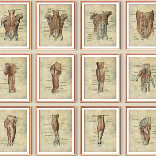 Watercolor Anatomy Art Muscular System Posters Muscles Print - Etsy