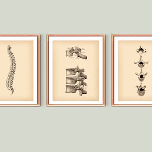 Human Spine Vintage Posters Skeletal Anatomy Art Orthopedic Doctor Gift Lumbar Spine Structure Thoracic Vertebrae Orthopedic Clinic Art