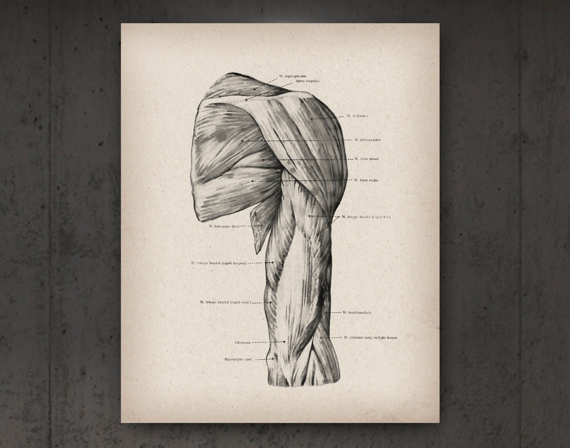 12 Anatomical Print Vintage Anatomy Poster Muscular System - Etsy