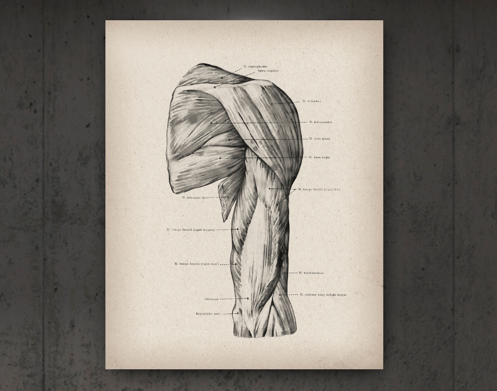 12 Anatomical Print Vintage Anatomy Poster Muscular System Structure ...