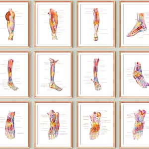 12 Podiatrist Office Decor Foot Anatomy Diagram Medical Poster - Etsy