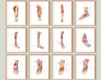 12 Podiatrist Office Decor Foot Anatomy Diagram Medical Poster Musculoskeletal System Orthopedic Surgeon Gift Digital Download