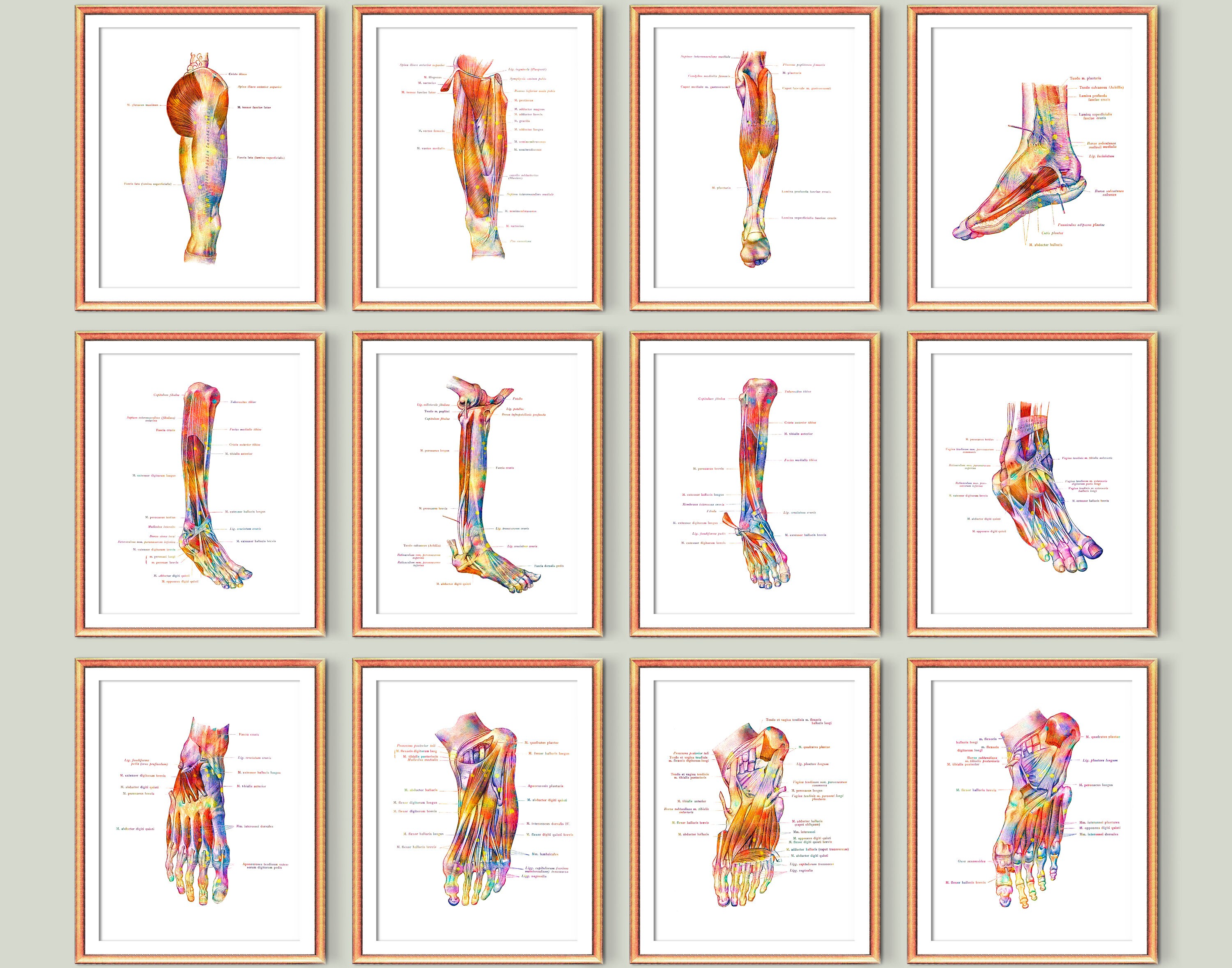 12 Podiatrist Office Decor Foot Anatomy Diagram Medical Poster Etsy