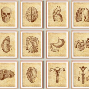 Vintage Anatomy Set 12 Medical Art Decor Clinic Wall Art Med School Art Anatomical Organs Poster Heart Skull Kidney Liver Lungs Printable