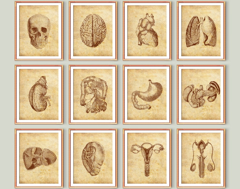 Vintage Anatomy Set 12 Medical Art Decor Clinic Wall Art Med School Art ...