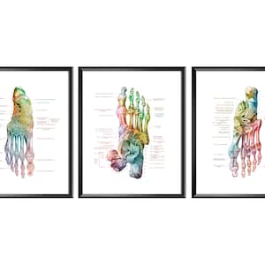 Podiatrist Office Decor, Foot Anatomy Print, Watercolor Medical Art, Feet Bones Poster, Orthopedic Doctor Gift, Surgeon Gift