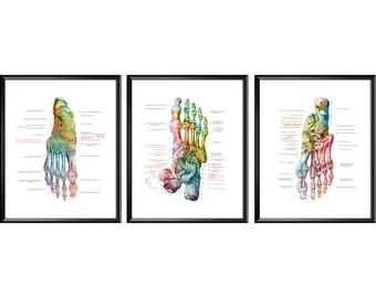 Podiatrist Office Decor, Foot Anatomy Print, Watercolor Medical Art, Feet Bones Poster, Orthopedic Doctor Gift, Surgeon Gift