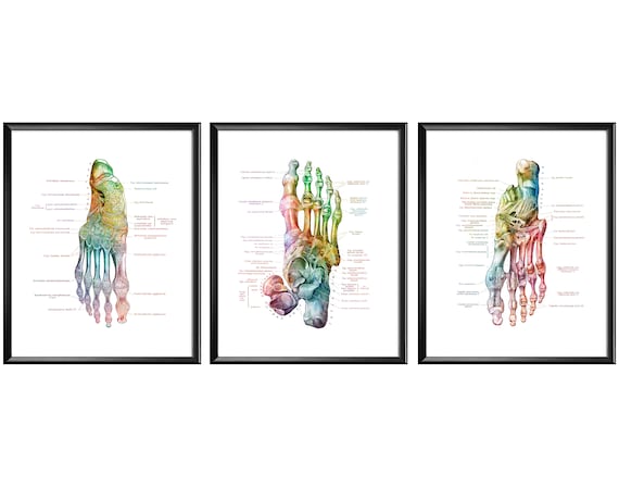 Podiatrist Office Decor, Foot Anatomy Print, Watercolor Medical Art, Feet Bones Poster, Orthopedic Doctor Gift, Surgeon Gift