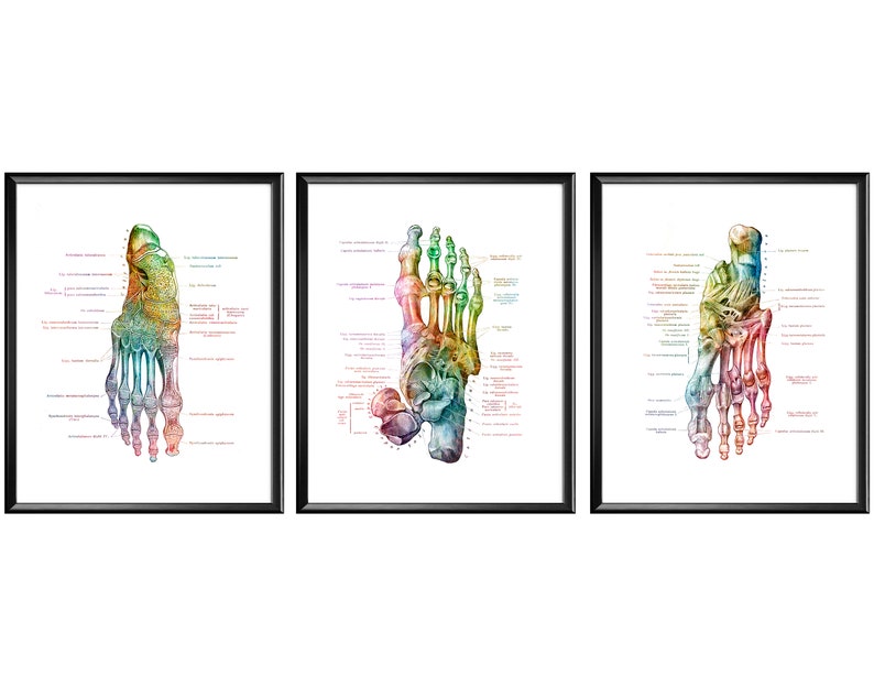 May include: Three anatomical illustrations of the human foot, each showing a different view of the bones and muscles. The illustrations are in a watercolor style with a rainbow color scheme.