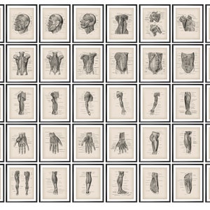 40 Muscular Anatomy Posters, Human Physiology Vintage Art, Muscles Structure Art, Teaching Art, Massage Therapist Gift, Clinic Wall Art