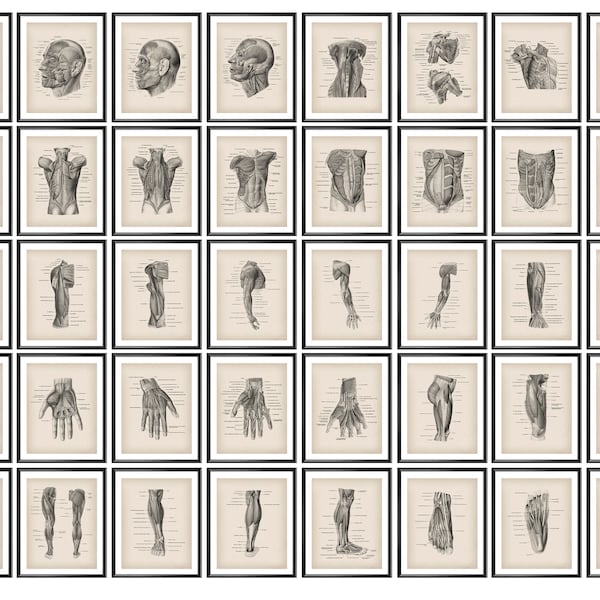 40 Muskulöse Anatomie Poster, Menschliche Physiologie Vintage Kunst, Muskel Struktur Kunst, Lehren Kunst, Massage Therapeut Geschenk, Klinik Wandkunst