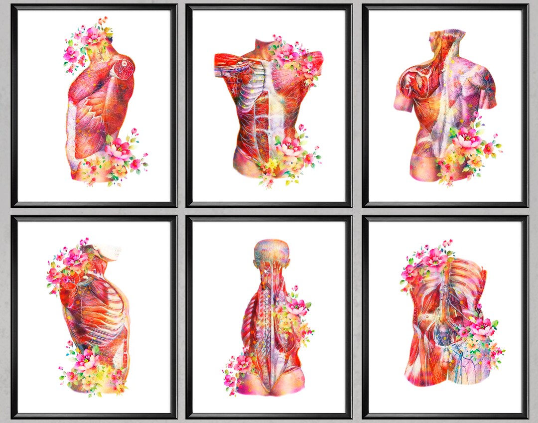 6 Body Muscle Anatomy Watercolor Art Medical Poster Muscular System ...