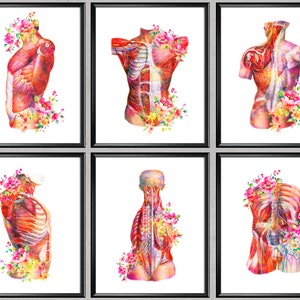 6 Body Muscle Anatomy Watercolor Art Medical Poster Muscular System Nervous System Chart Clinic Wall Decor Surgeon Office Decor Doctor Gift