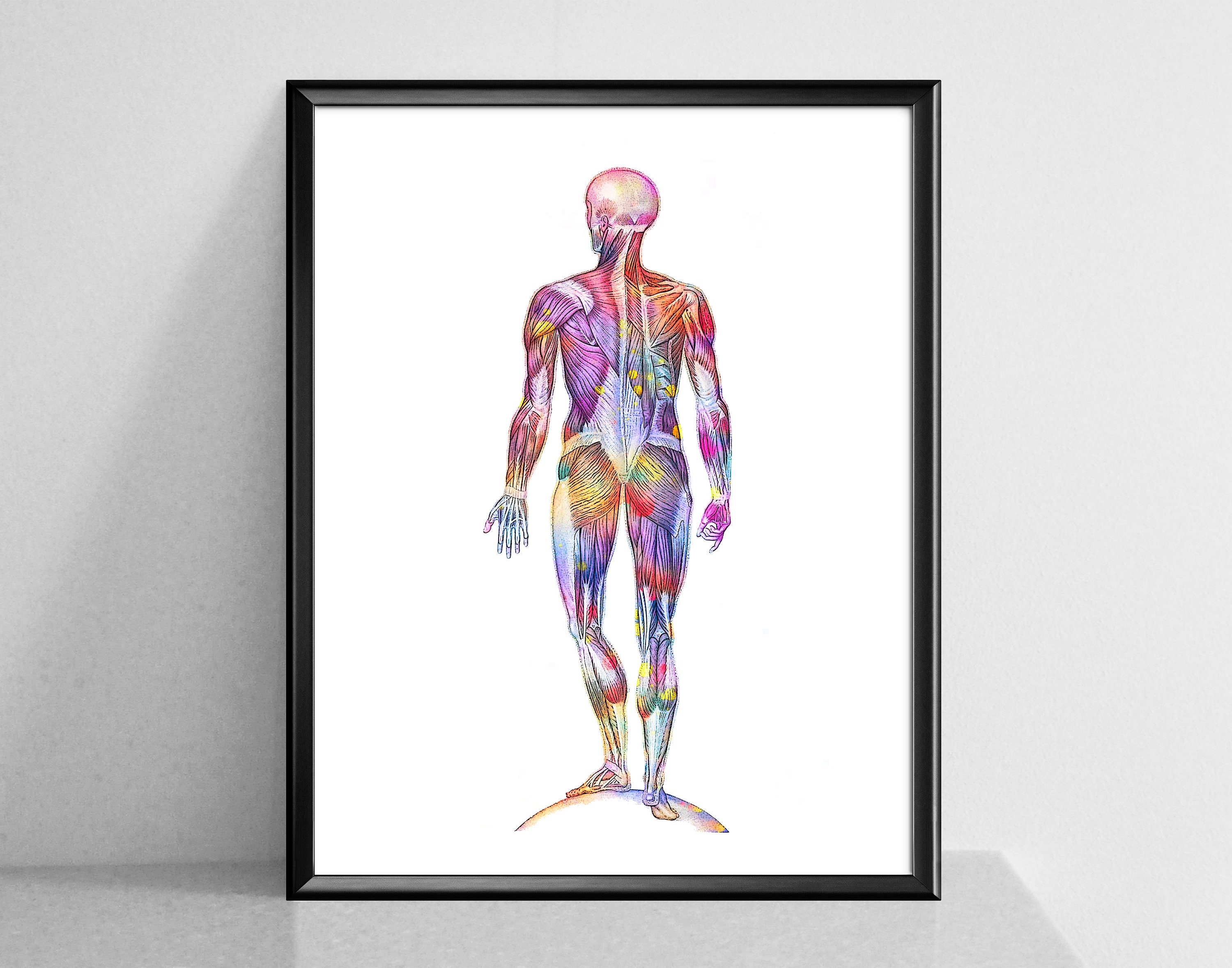 Human Anatomy Watercolor Print Set of 6 Skeletal Bones | Etsy