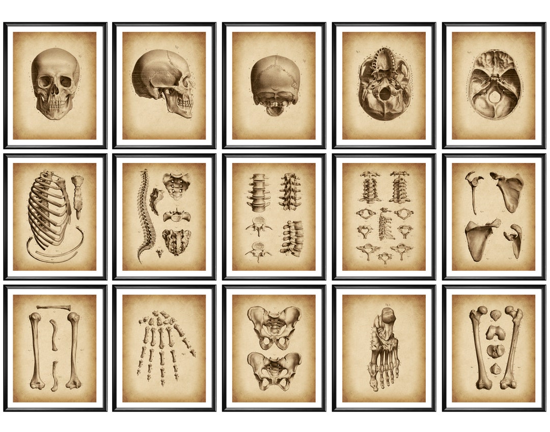 Set 15 Art of Human Skeletal System, Orthopedic Art, Vintage Medical ...