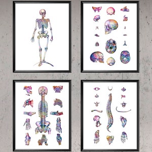 Human Anatomy Decor Skeleton Art Medical Artwork Skeletal Bones Structure Spine Bones Poster Orthopedic Gift Doctor Office Art Surgeon Gift