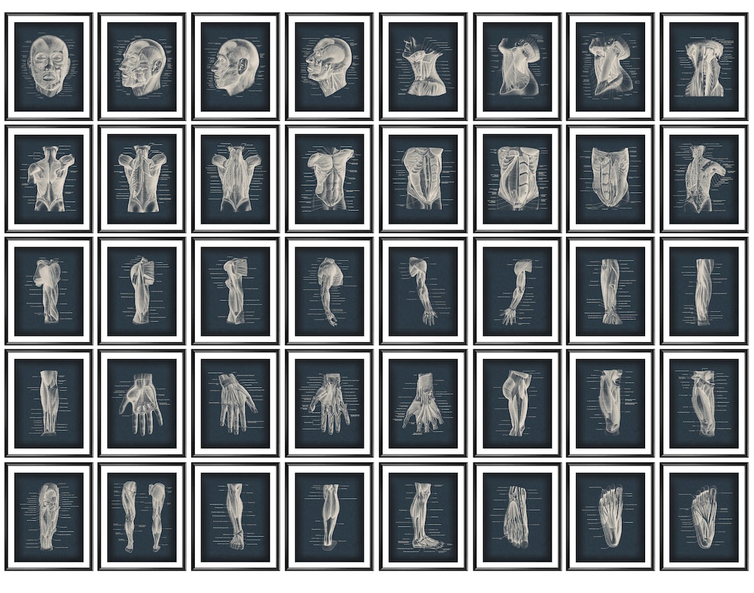 SET 40 Musculoskeletal Anatomy Posters, Human Body Muscles Structure ...
