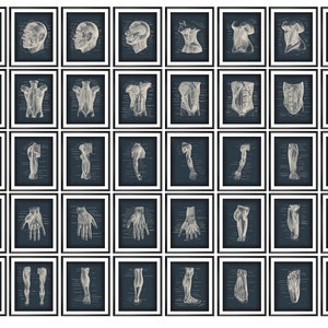 SET 40 Musculoskeletal Anatomy Posters, Human Body Muscles Structure Diagram, Anatomy Chart, Medical Art, Massage Therapist Office Decor