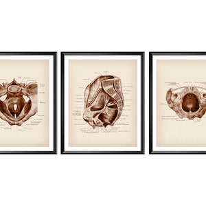3 Anatomical Female Pelvis Vintage Poster Woman Anatomy Art Gynecologist Gift Gynecology and Obstetrics Art Obstetrician Gift Midwife Gift
