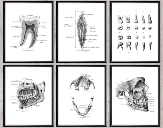 6 Anatomía Dental Carteles Odontología Arte Dentista Oficina - Etsy México