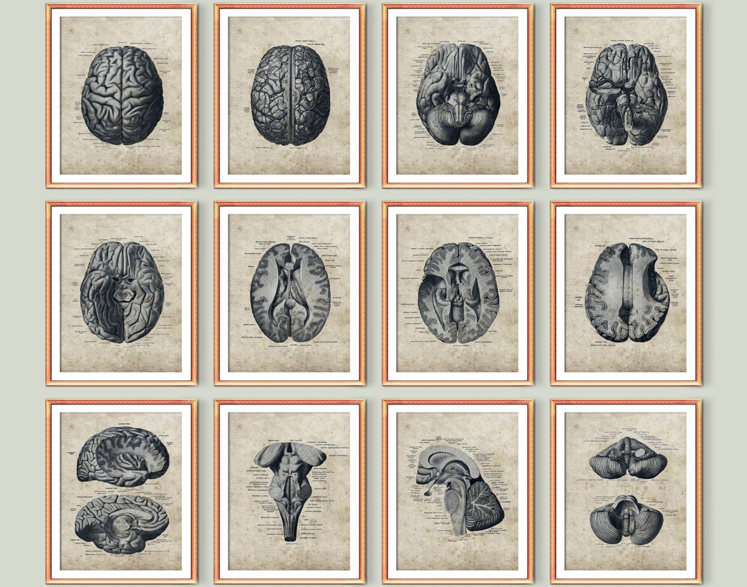 12 Vintage Anatomy Posters Anatomical Brain Art Human Brain Diagram ...