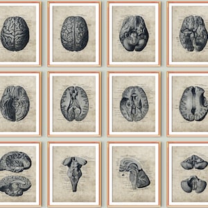 12 Vintage Anatomy Posters Anatomical Brain Art Human Brain Diagram Medical Art Neurology Science Art Doctor Gift Neurologist Gift