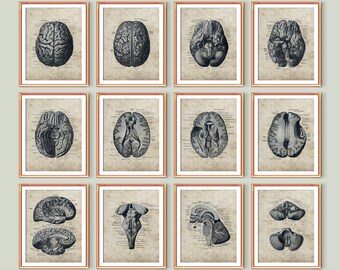 12 Vintage Anatomía Pósters Anatómico Cerebro Arte Cerebro Humano Diagrama Arte Médico Neurología Ciencia Arte Doctor Regalo Neurólogo Regalo Neurólogo