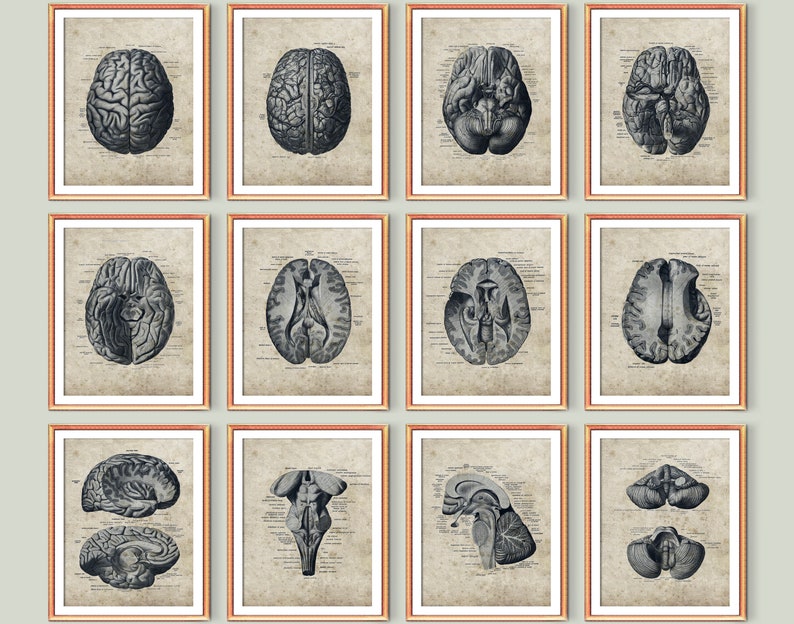12 Vintage Anatomy Posters Anatomical Brain Art Human Brain - Etsy