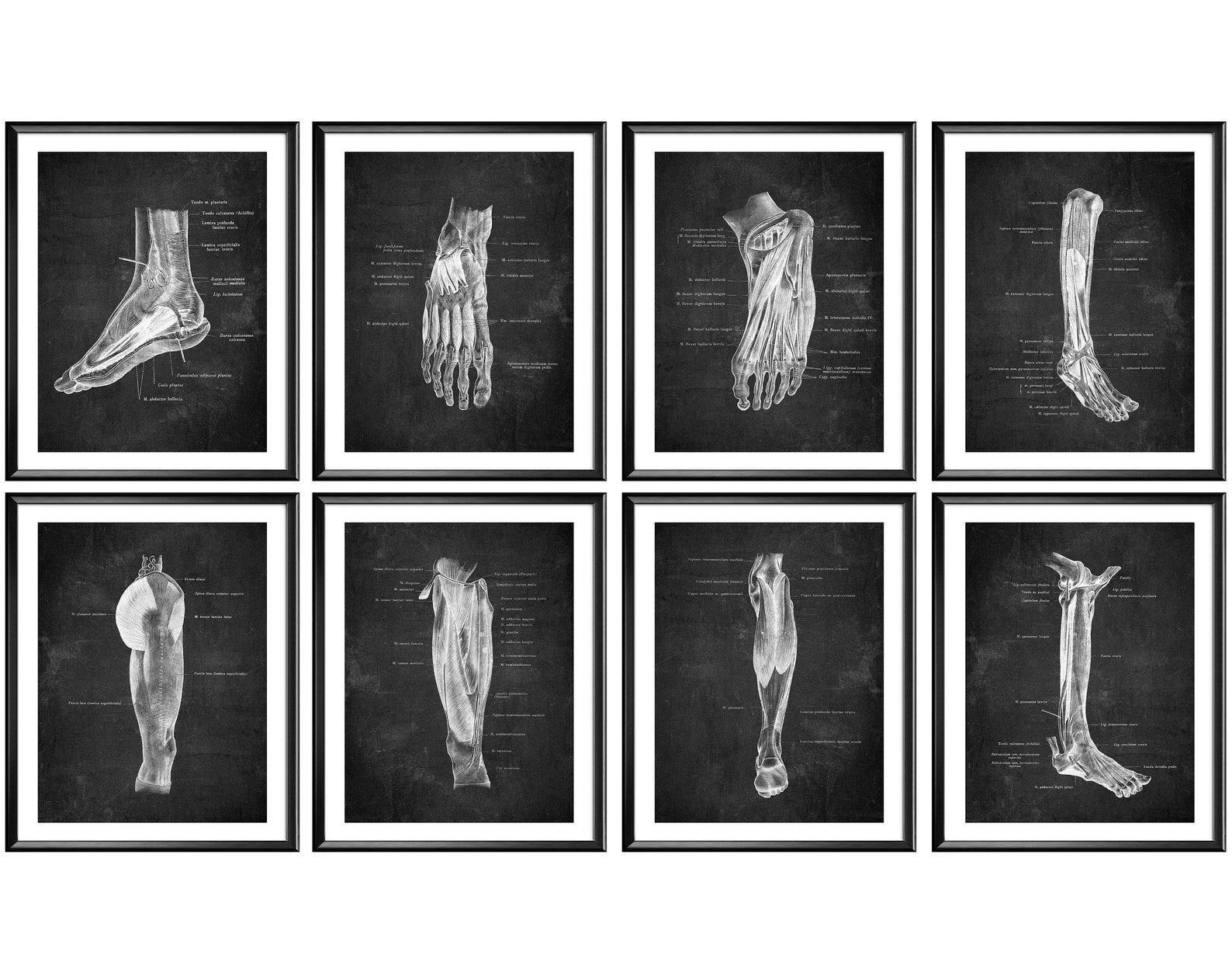 Foot Anatomy Chalkboard Art Muscles of Leg and Hip Poster Etsy